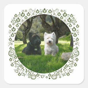 Scottish and West Highland Terriers Greenwood Square Sticker