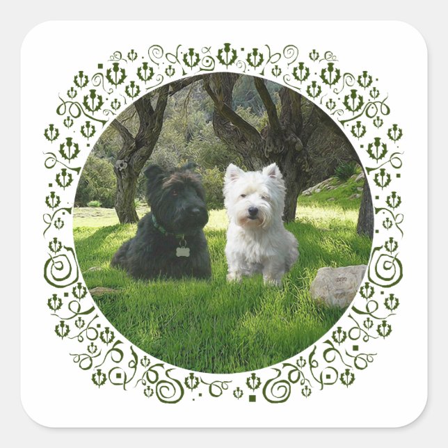 Scottish and West Highland Terriers Greenwood Square Sticker (Front)
