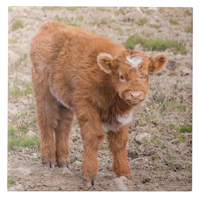 Scottish baby Highland cow Tile (Front)