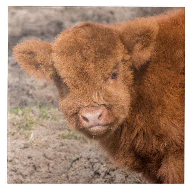 Scottish baby Highland cow Tile (Front)