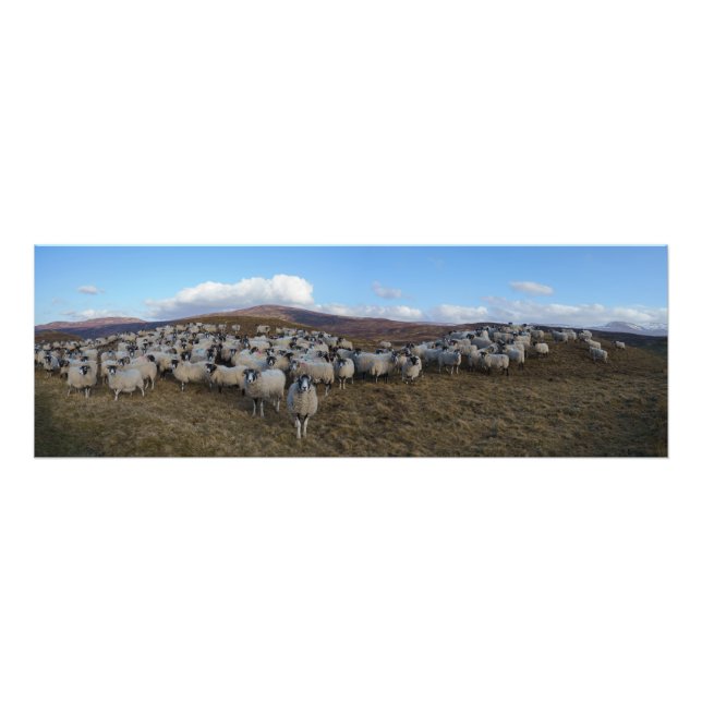 Scottish Blackface Sheep Herd Panorama Photo Print (Front)