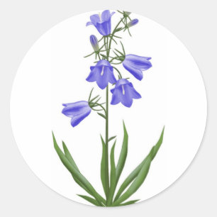 scottish blue bells - customisable classic round sticker