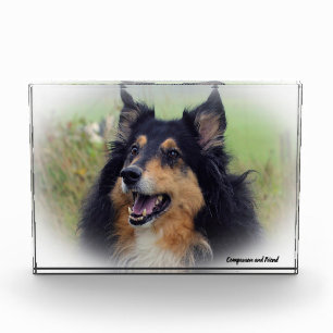 Scottish Collie Dog. Photo Block