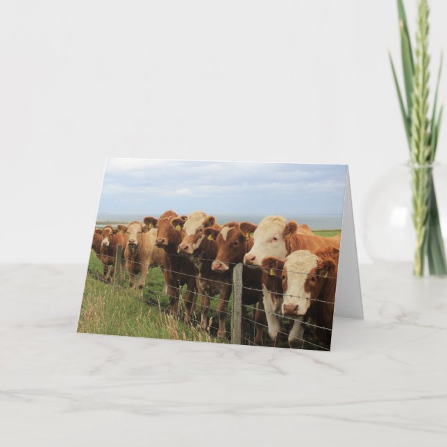 Scottish Cow Card (Front)
