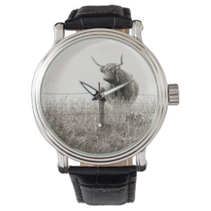 Scottish cow photograph  watch