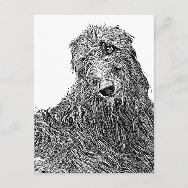Scottish deerhound Noir et Blanc Postcard (Front)