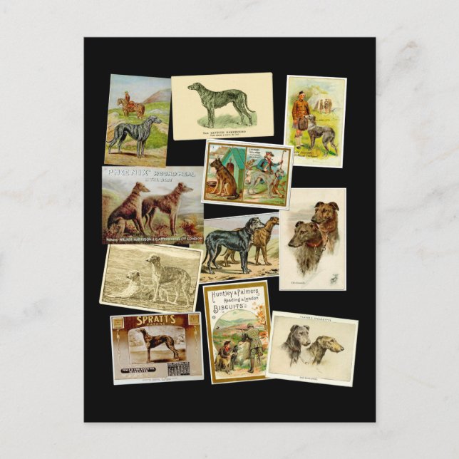 Scottish deerhound : vintage postcard (Front)