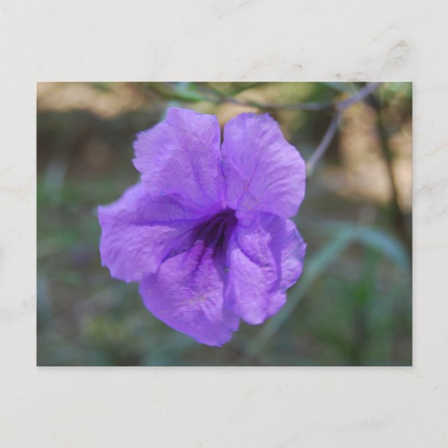 Scottish flowers- Scotland Postcard (Front)