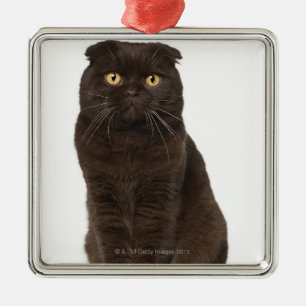 Scottish Fold (18 months old) sitting Metal Tree Decoration