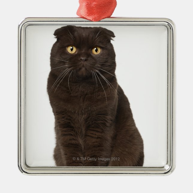 Scottish Fold (18 months old) sitting Metal Tree Decoration (Front)