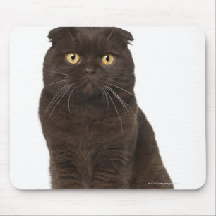 Scottish Fold (18 months old) sitting Mouse Mat