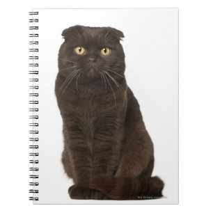 Scottish Fold (18 months old) sitting Notebook
