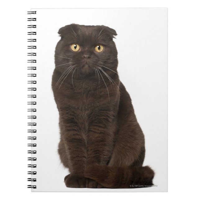 Scottish Fold (18 months old) sitting Notebook (Front)