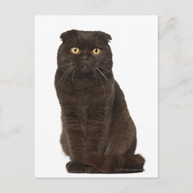 Scottish Fold (18 months old) sitting Postcard (Front)