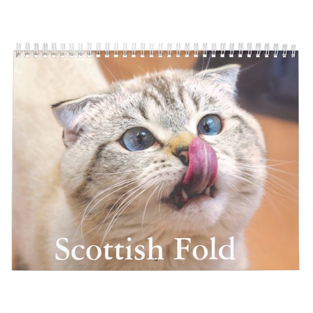 Scottish Fold Cat Calendar (Cover)