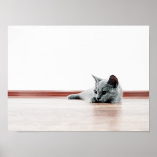 Scottish Fold Cat Kitten Super Cute Poster