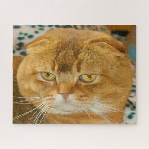 Scottish Fold Cat Pedigree. Jigsaw Puzzle
