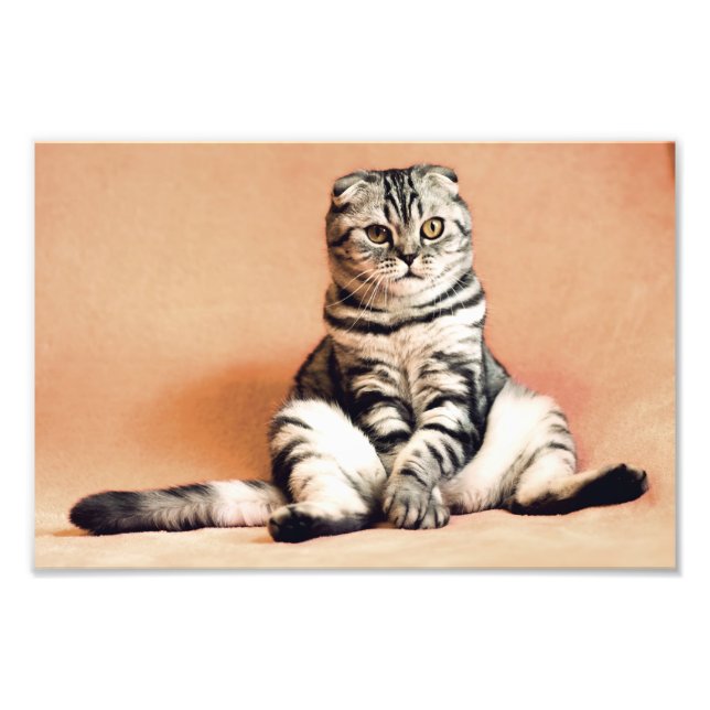 Scottish Fold Cat Photo Print (Front)