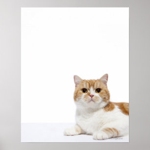 Scottish Fold Cat Poster
