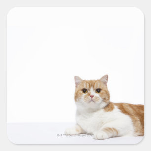 Scottish Fold Cat Square Sticker