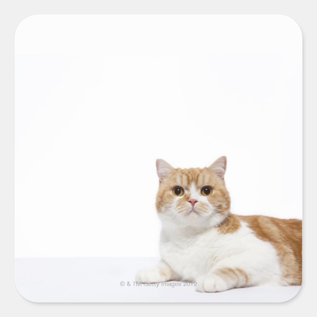 Scottish Fold Cat Square Sticker (Front)