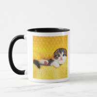 Scottish Fold; is a breed of cat with a natural