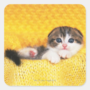 Scottish Fold; is a breed of cat with a natural Square Sticker