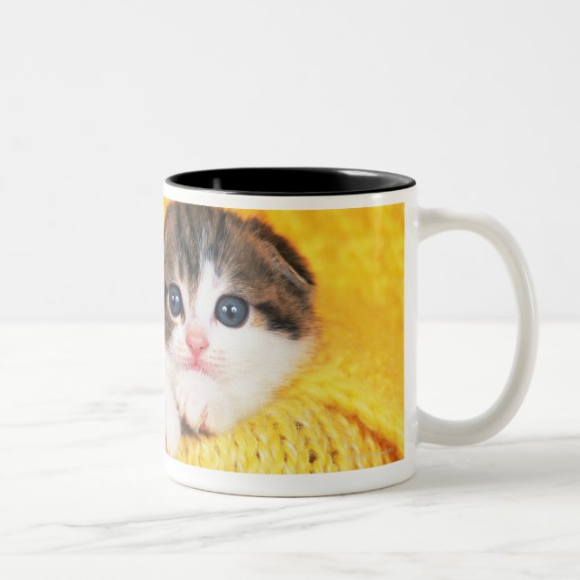Scottish Fold; is a breed of cat with a natural Two-Tone Coffee Mug (Right)