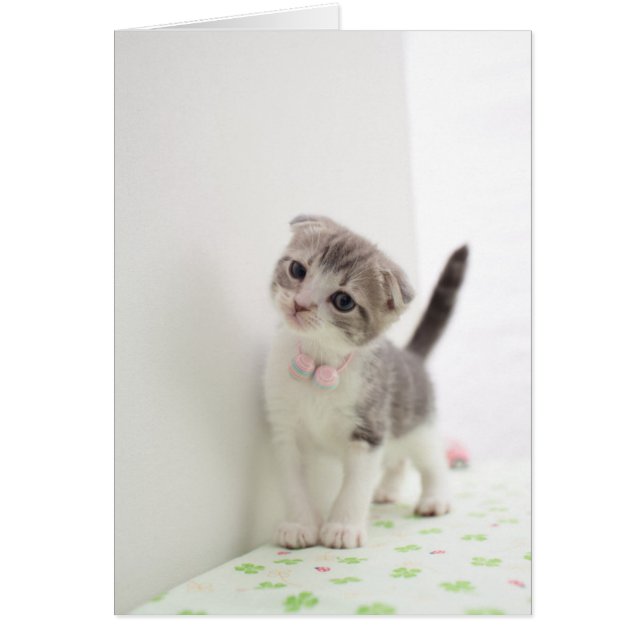 Scottish Fold Kitten (Front)