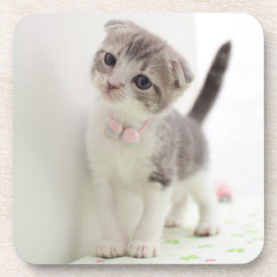 Scottish Fold Kitten Coaster