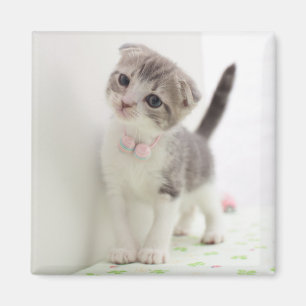 Scottish Fold Kitten Magnet