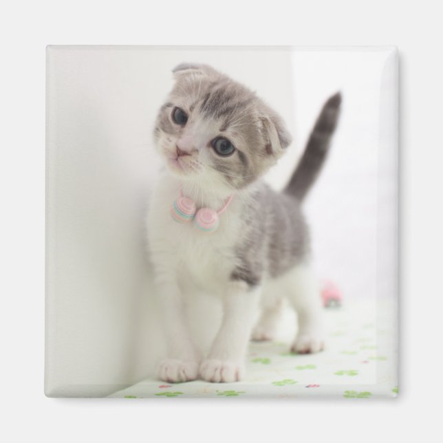 Scottish Fold Kitten Magnet (Front)