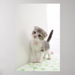 Scottish Fold Kitten Poster