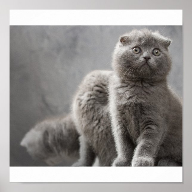 Scottish Fold kittens Poster (Front)