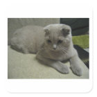 Scottish_fold laying 2.png