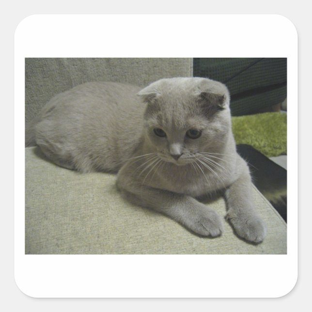 Scottish_fold laying 2.png square sticker (Front)