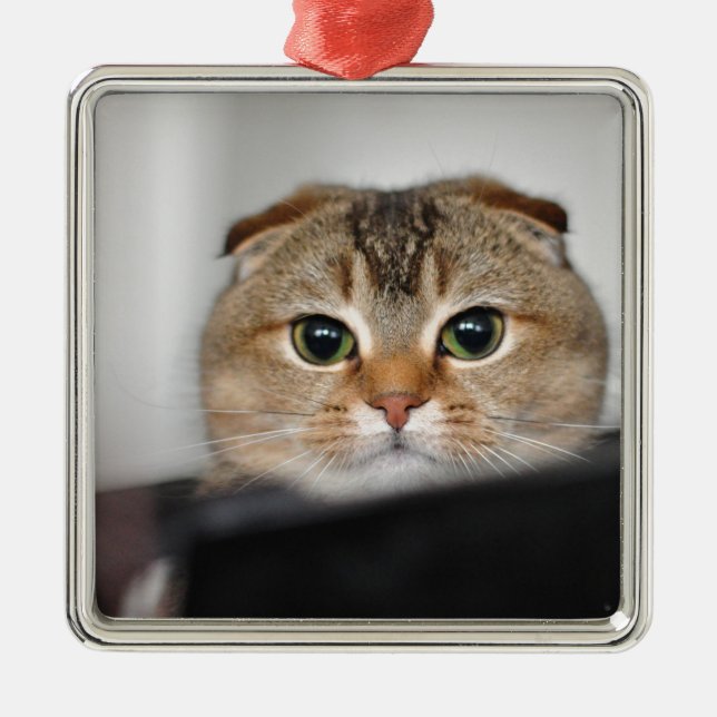 Scottish fold scared metal tree decoration (Front)