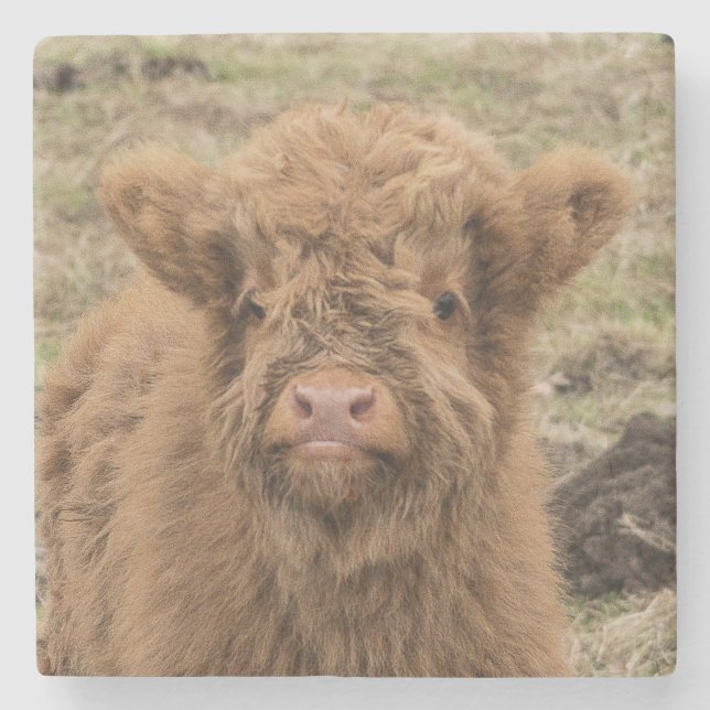 Scottish highland baby cow photograph stone coaster (Front)