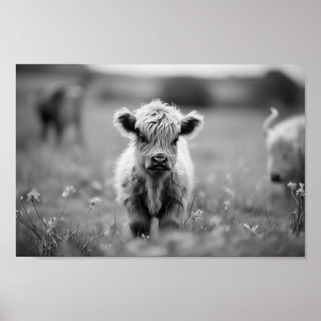 Scottish Highland Calf Baby Cow Poster (Front)