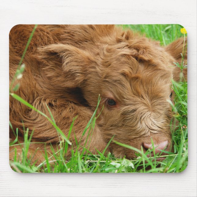 Scottish Highland calf Mouse Mat (Front)