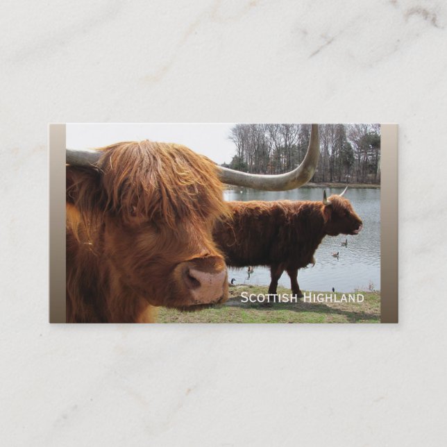 Scottish Highland cattle ~ biz card (Front)