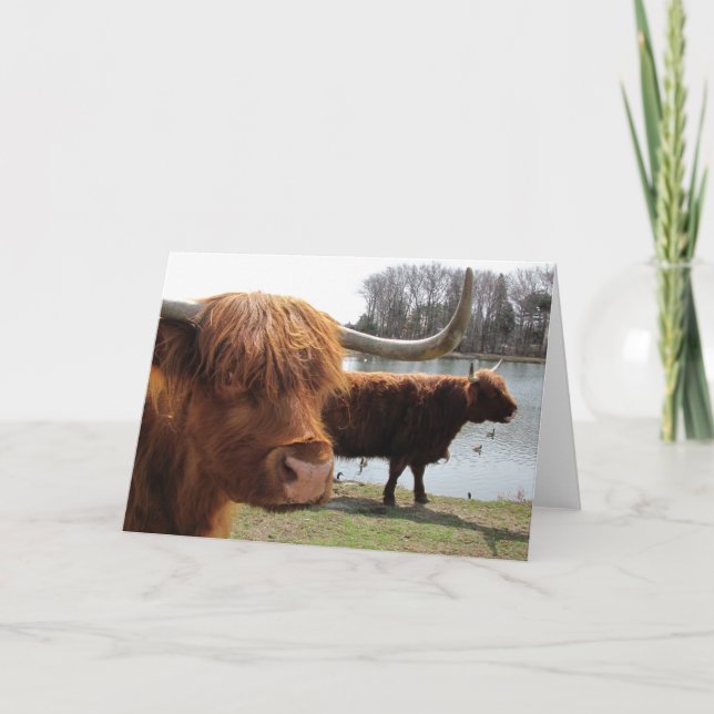 Scottish Highland Cattle ~ card (Front)