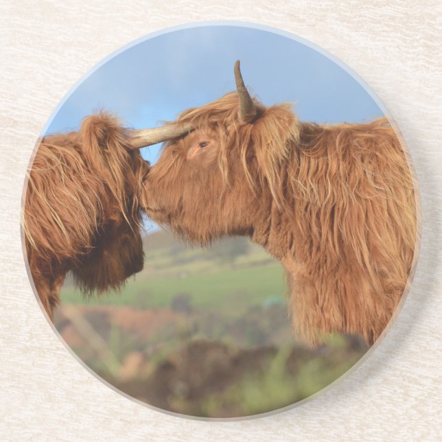 Scottish Highland Cattle Coaster (Front)
