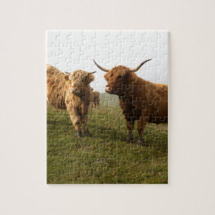Scottish Highland Cattle - Greener Pastures! Jigsaw Puzzle