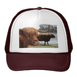Highland Cattle Hats & Highland Cattle Trucker Hat Designs | Zazzle.co.uk