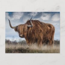 Scottish Highland cattle
