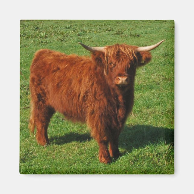 Scottish Highland Cattle Magnet (Front)
