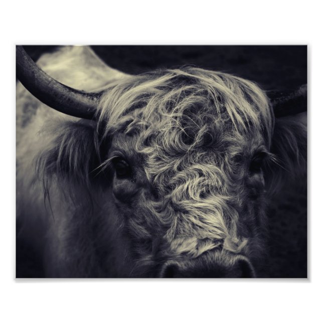 scottish highland cattle photo print (Front)