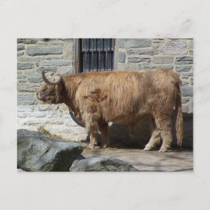 Scottish Highland Cattle Portrait Postcard