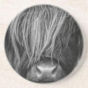 Scottish Highland Cattle - Scotland Coaster